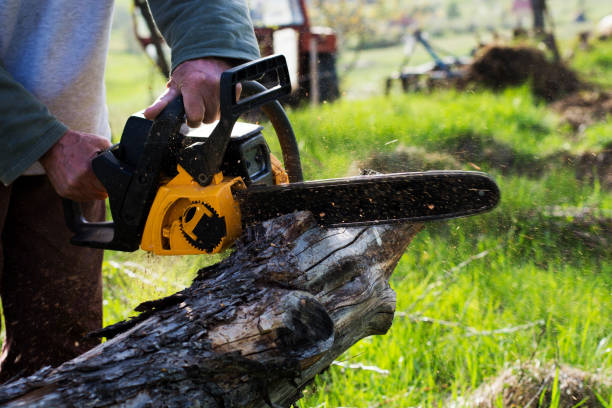 How Our Tree Care Process Works  in  Port Allen, LA